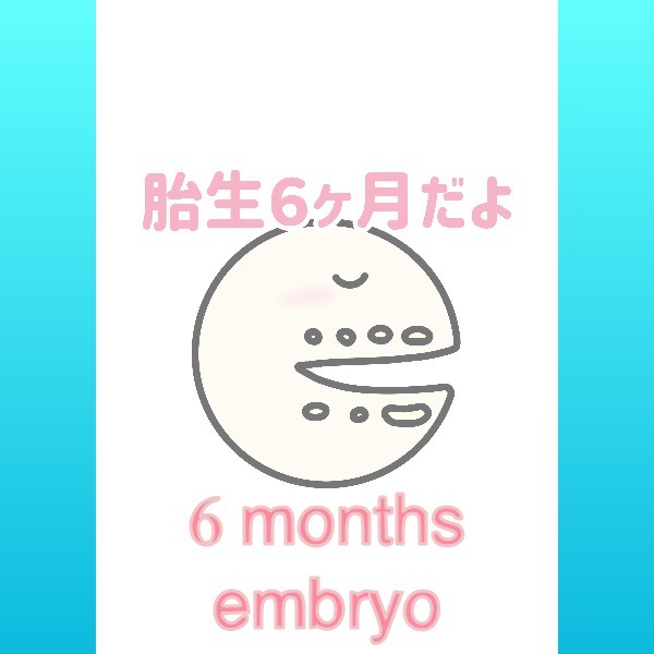 6 months embryo by dentlogs